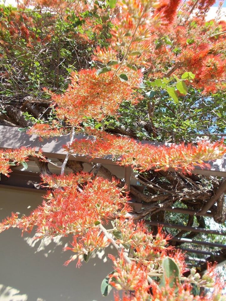 Combretum Microphyllum, Shrub Tree Flame Creeper 5 Seeds, Burning Bush