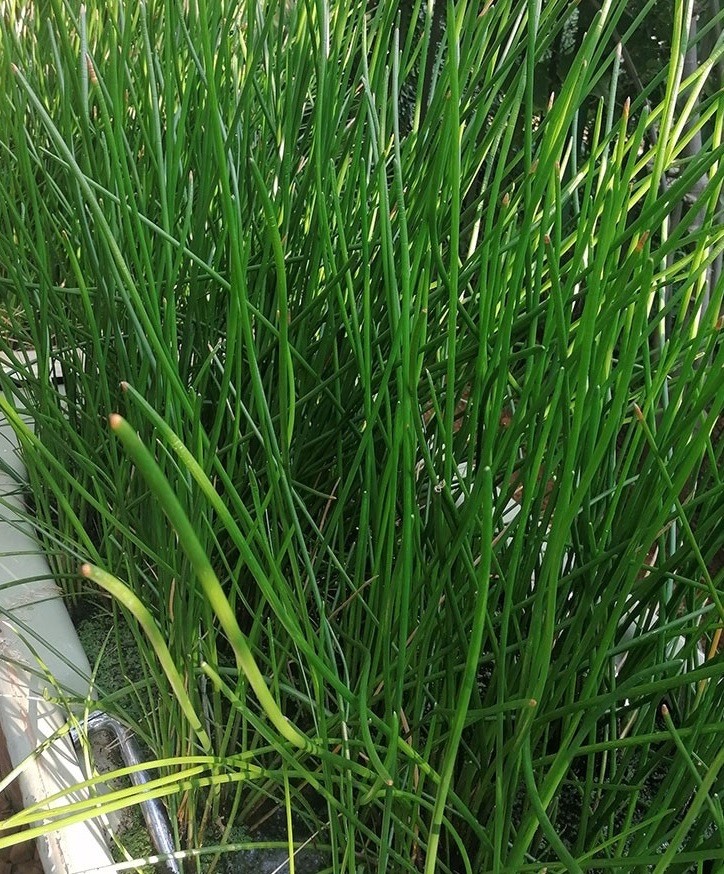 5Pcs Water Chestnut Eleocharis Dulcis Ready to Plant