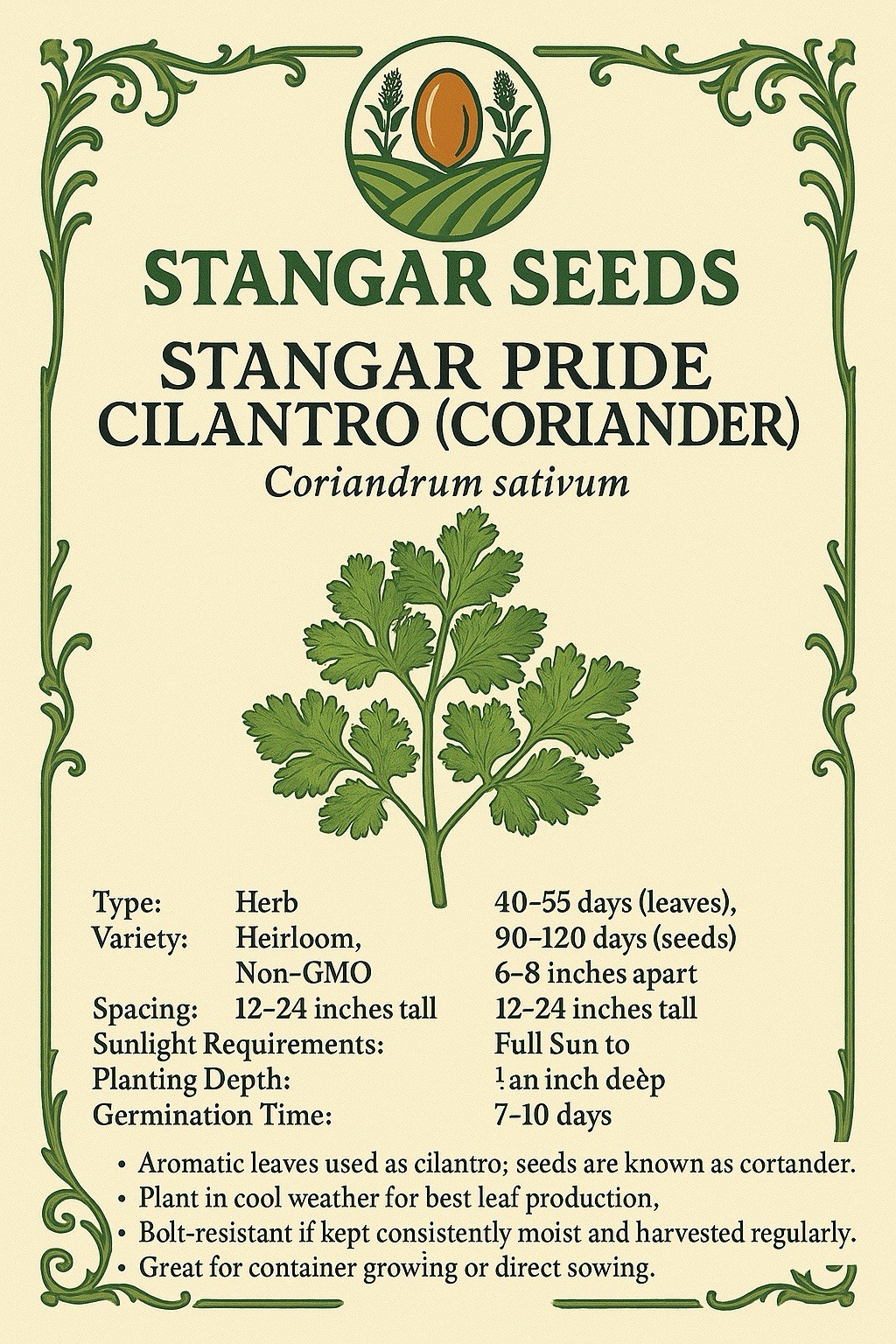 Stangar Pride Coriander Cilantro Seeds Non-GMO Fresh 2026 USA