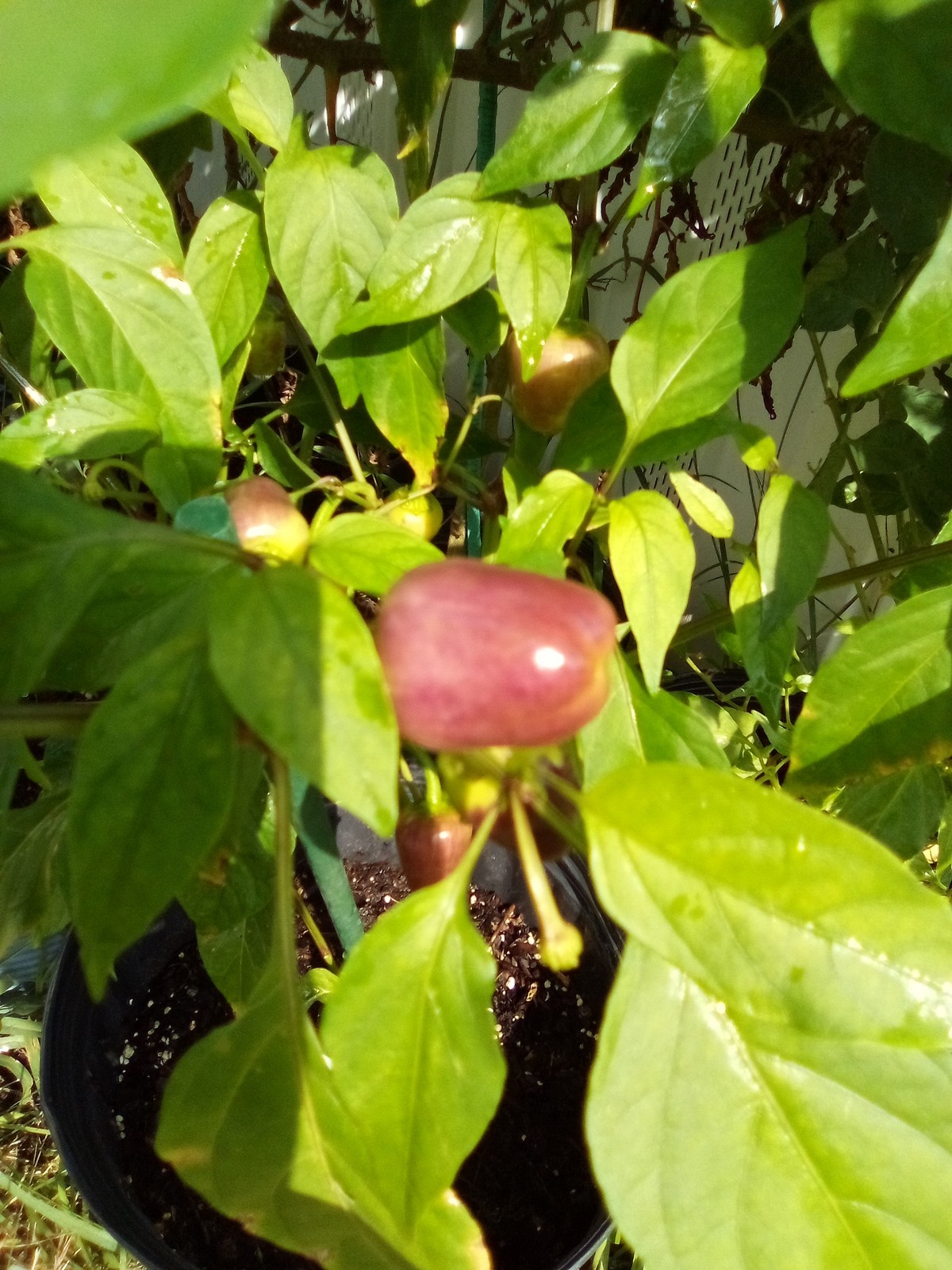 Purple Side Kick Pepper Seeds (Sweet&Spicy)
