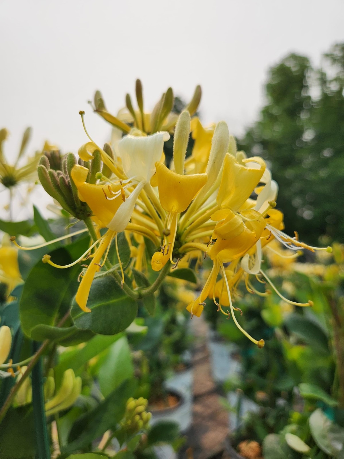 Live Plant from – Lonicera periclymenum, Scentsation Honeysuckle #2 Gallon Si…