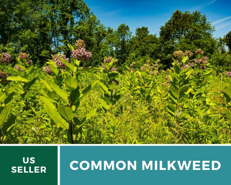 Milkweed, Common – 50 Seeds – Monarch Butterfly Plant – Sow Spring or Fall