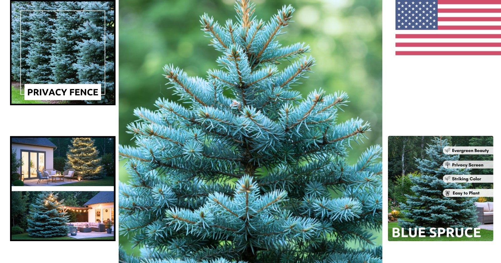 Plant 100 Blue Spruce Seeds Picea pungens glauca for Bonsai or Landscaping