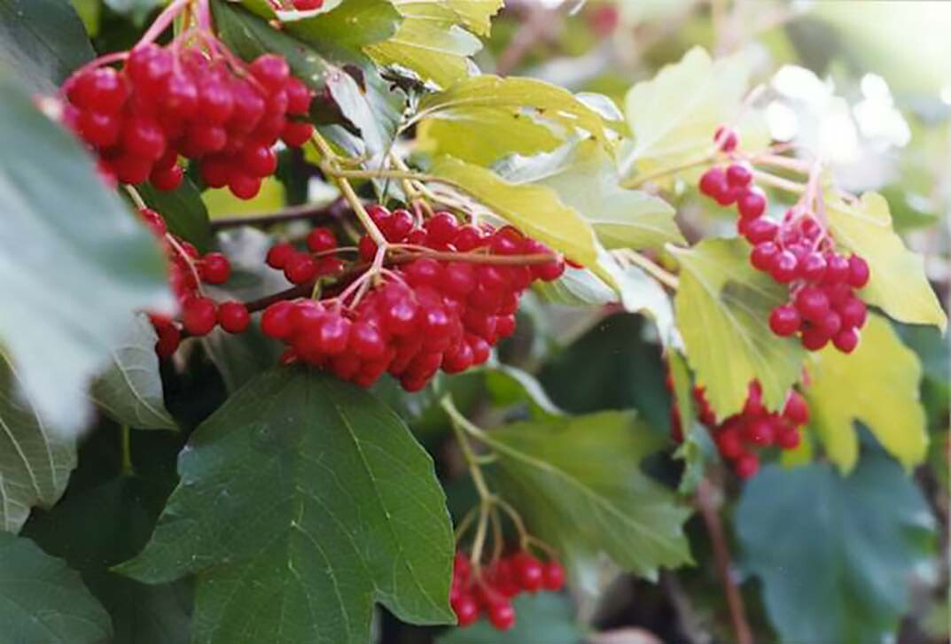 American Highbush Cranberry, Viburnum trilobum, Shrub Seeds (Showy, Edible)