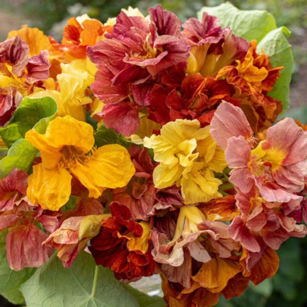 200 PCS Mixed Nasturtium Seeds NonGMO Mixed Color Attracts Pollinators