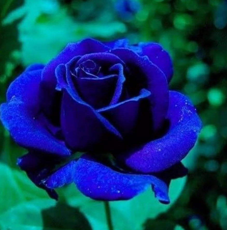 Midnight Supreme Rose Seeds – Pack 30 Seeds – Rose Flower Gardening