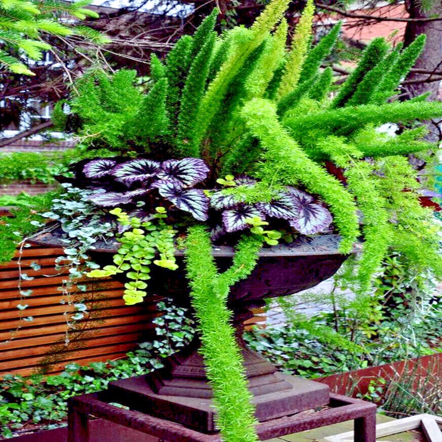 20 ASPARAGUS FOXTAIL FERN Seeds Myers Houseplant Tropical Flower Garden RARE!