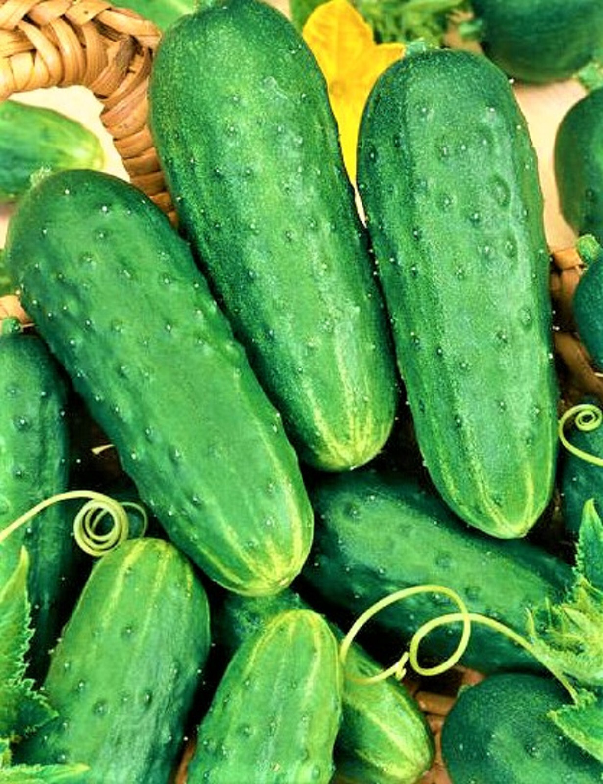 Homemade Pickles Cucumber Seeds 50 Seeds NON-GMO BUY 4 GET FREE SHIPPING