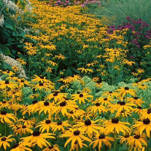 BLACK EYED SUSAN Rudbeckia Native Biennial Mini Meadows USA Non-GMO 500 SEEDS