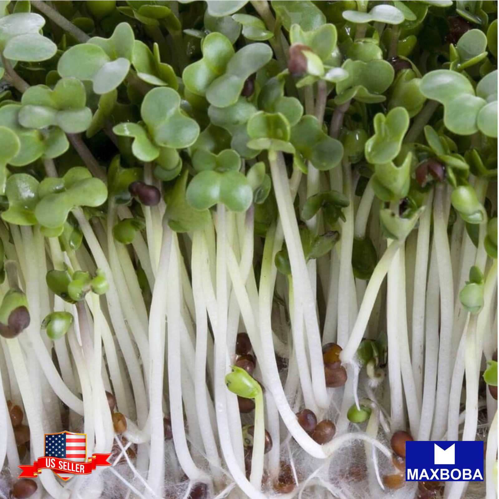 Broccoli Microgreens Seeds Heirloom Non-GMO