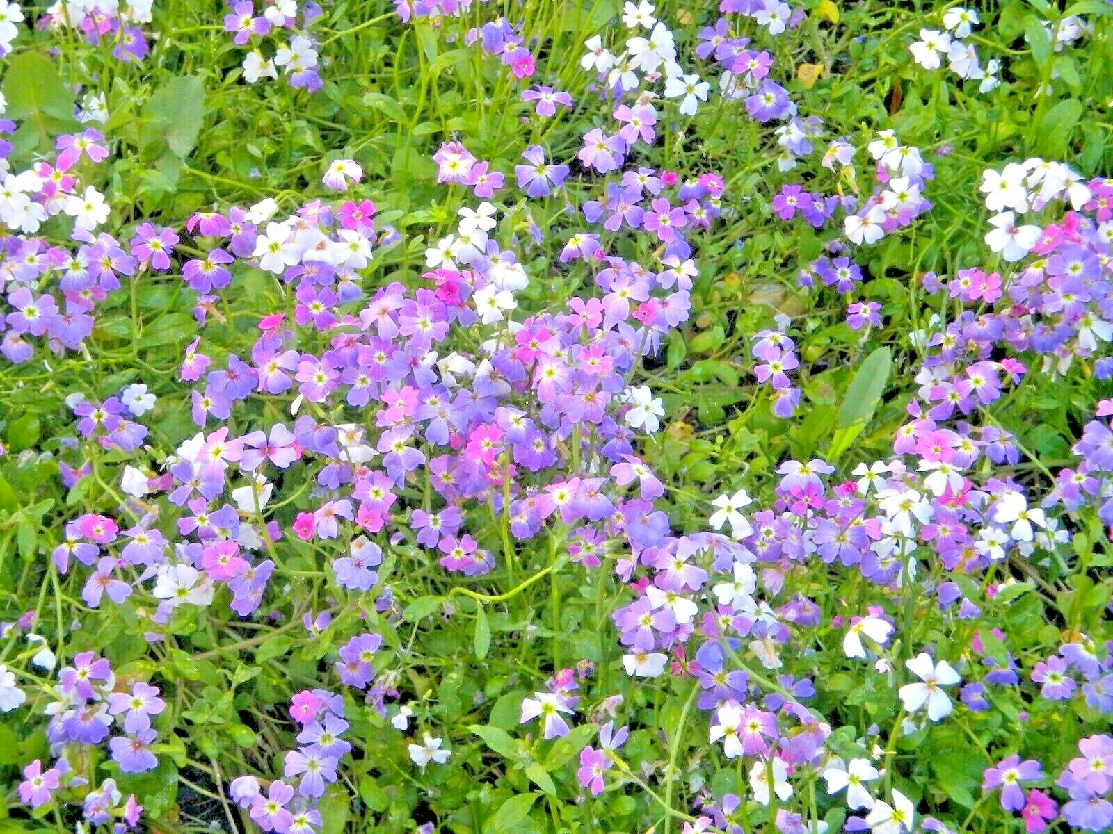 1000+VIRGINIA STOCK Flower Seeds Flowering Groundcover Borders Container Easy
