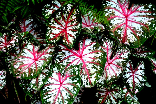 CALADIUM Bulbs TAPESTRY from Florida Plantation 2 BULBS