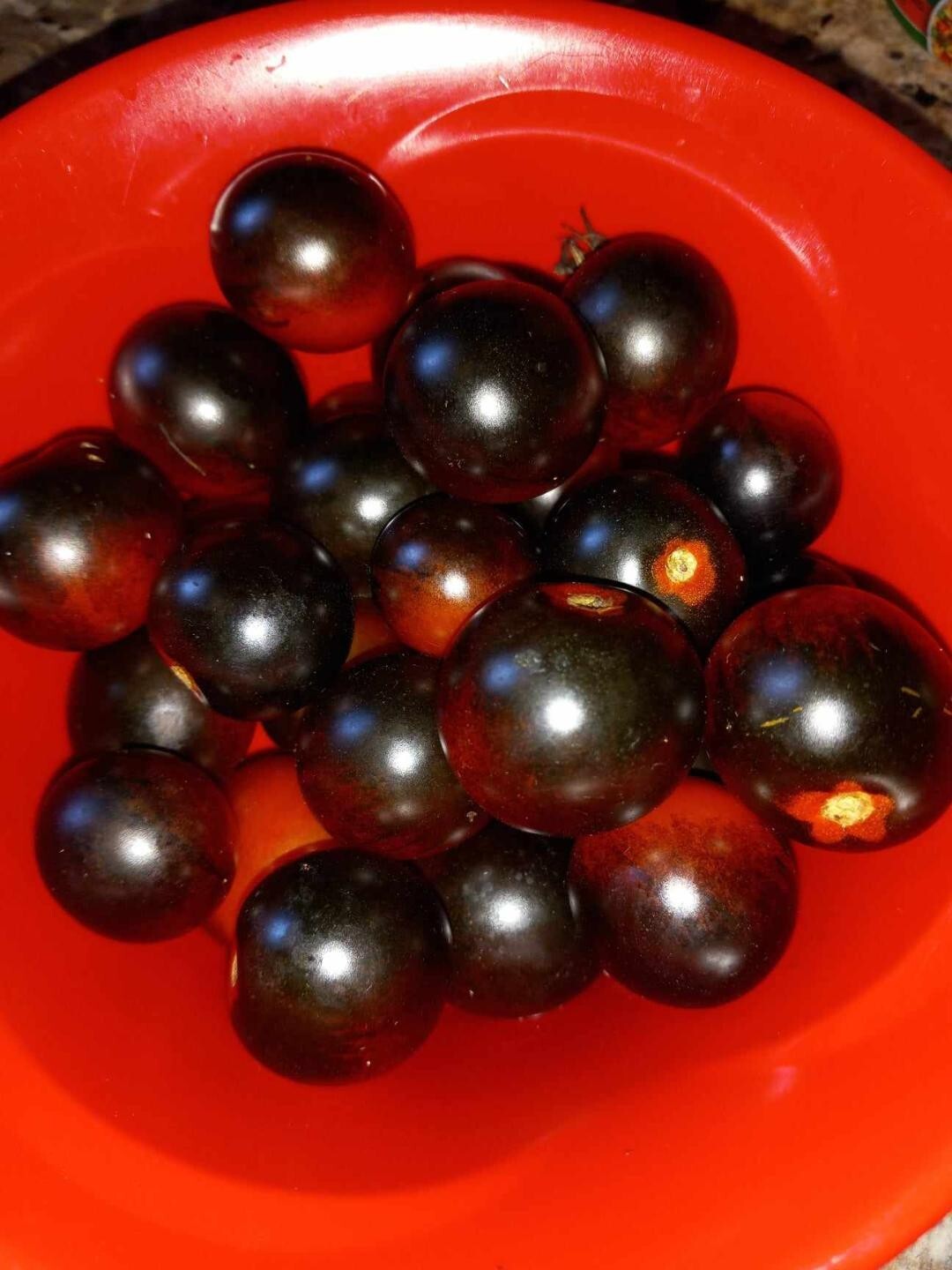 Midnight Snack Cherry Tomato ( Large Clusters of Fruit)