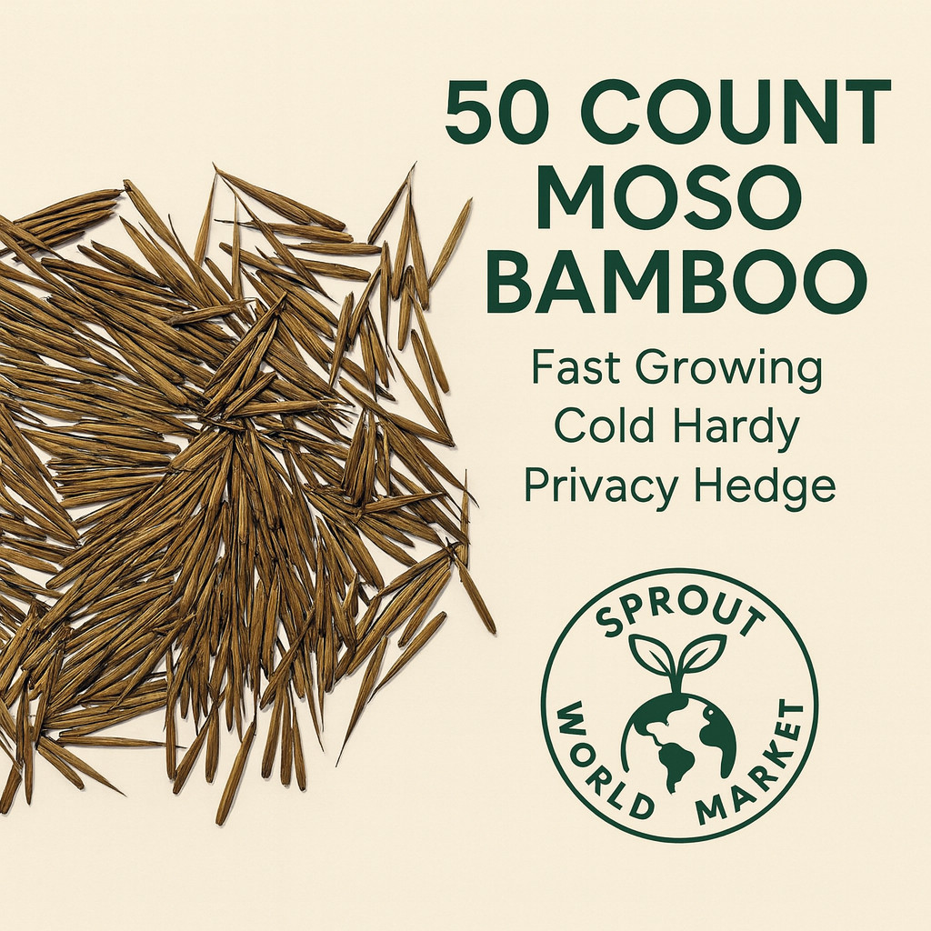 50 Moso Bamboo Seeds | Fast Growing | Cold Hardy | Viable | Privacy | USA Seller