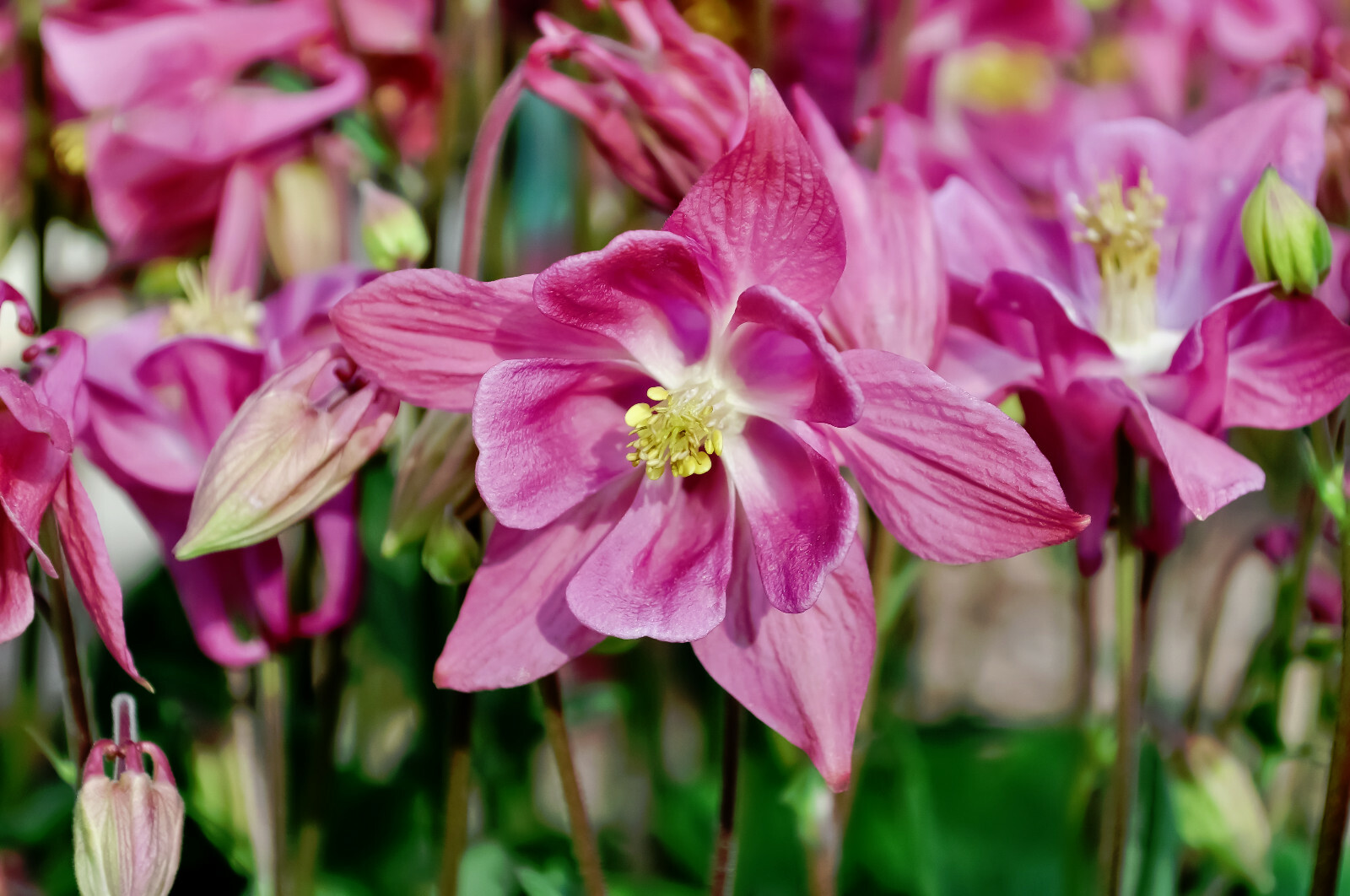 Perennial Flower Seeds Pink Columbine Seeds Aquilegia Flower 30 Seeds