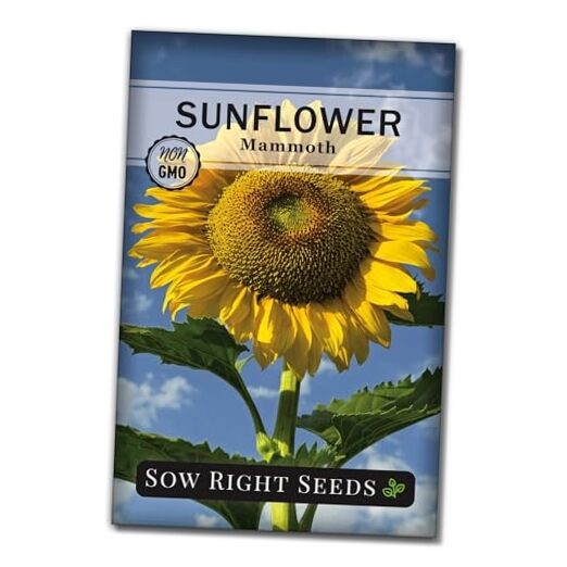 – Mammoth Sunflower Seeds to Plant – Grow Giant Sunflowers in Your Garden – 1