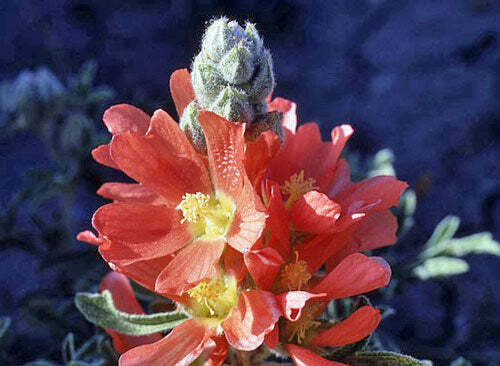 Sphaeralcea coccinea | Scarlet Globemallow | Copper Mallow | 10 Seeds