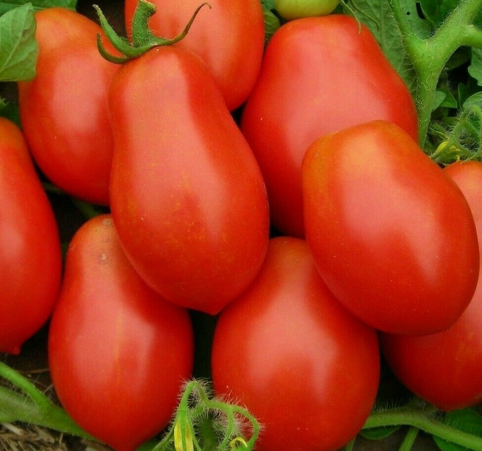 ROMA TOMATO SEEDS 100+ GARDEN vegetables SAUCE salad non gmo FREE SHIPPING