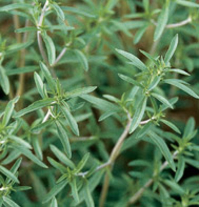 Herb Seed: Summer Savory Herb 500+ Seeds Fresh Seed