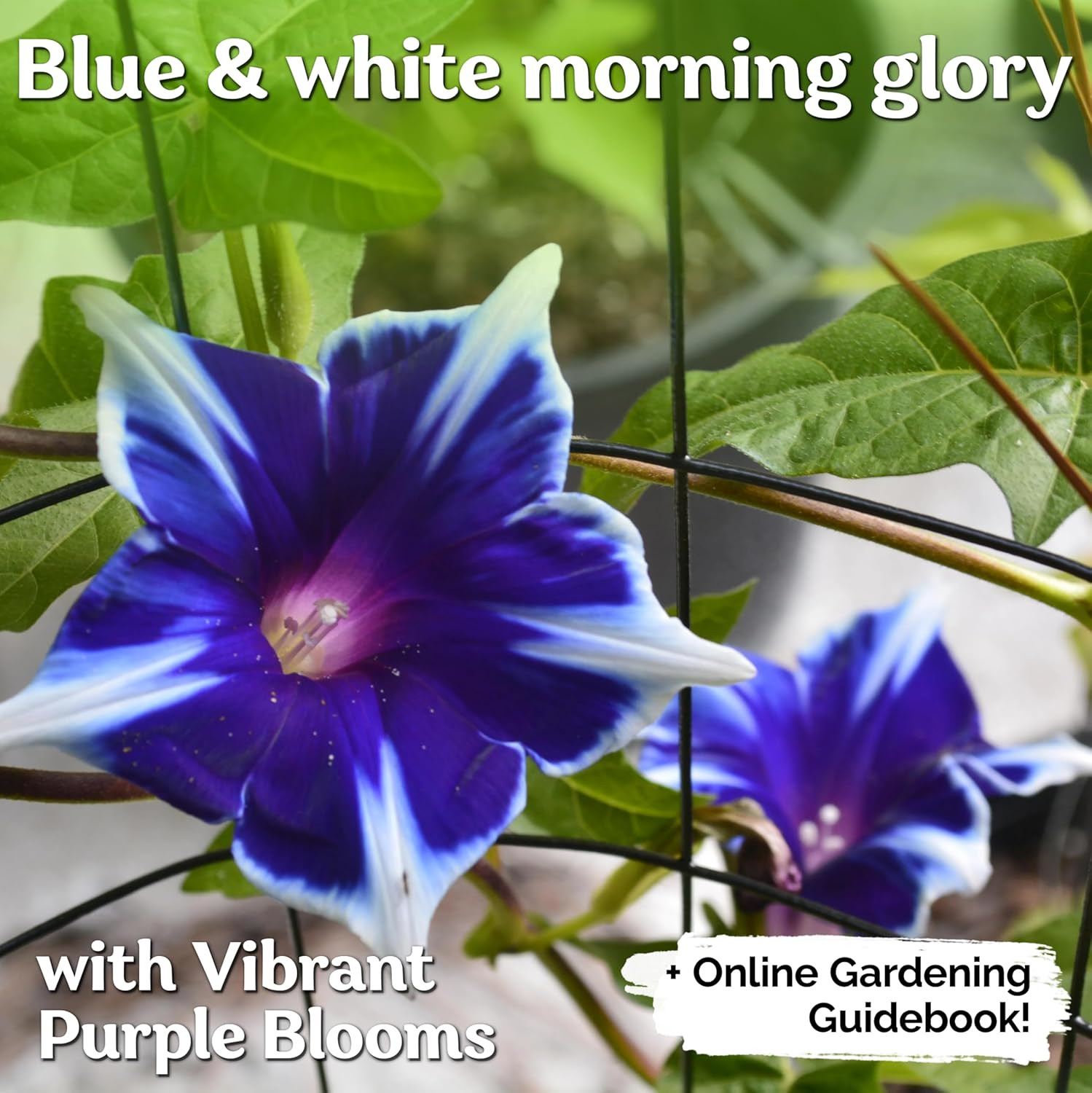 100 Blue & White Morning Glory (Ipomoea) – Perennial Flower for Planting, Clim