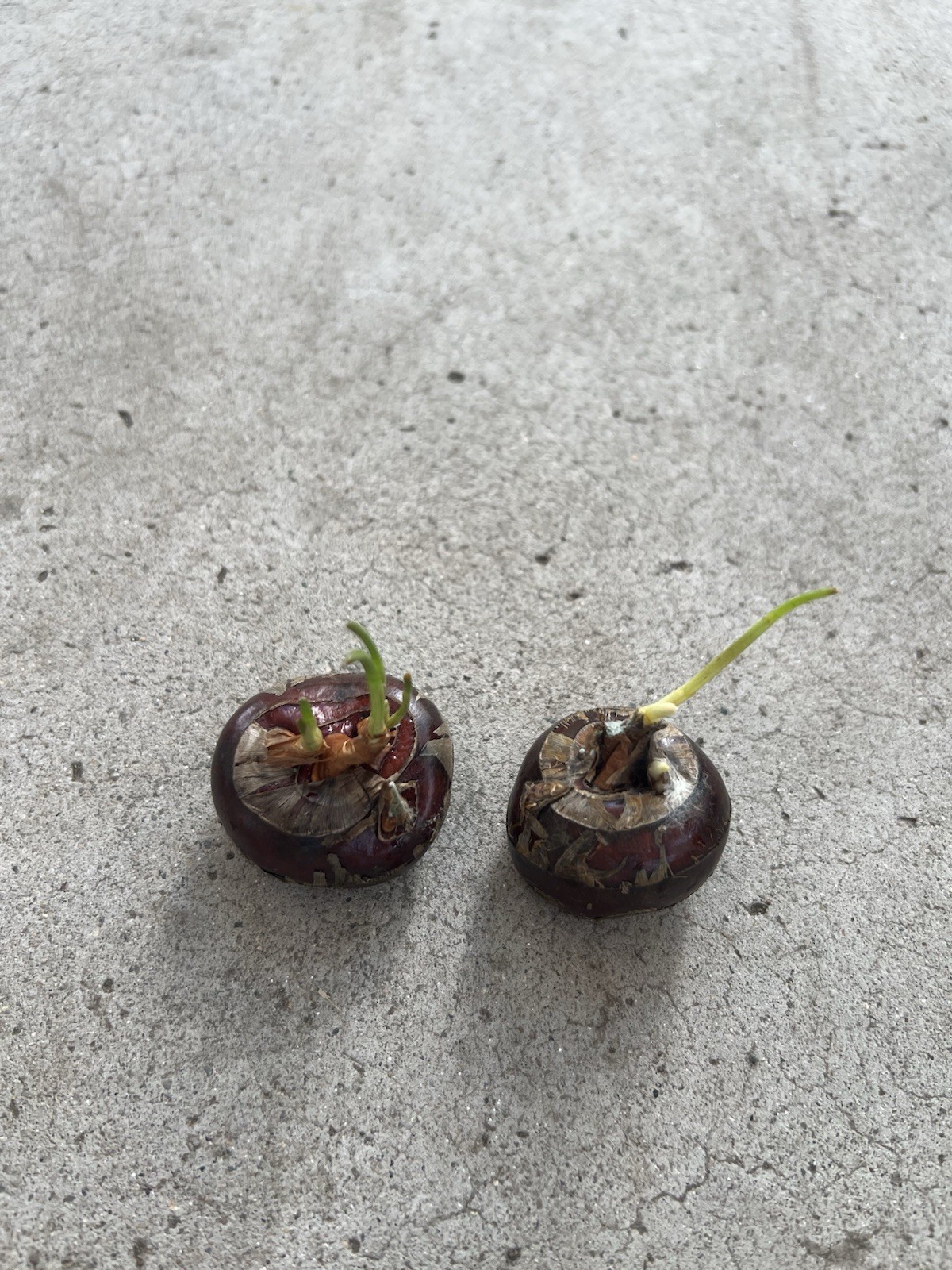 2 Pcs Water Chestnut Eleocharis Dulcis Ready to Plant