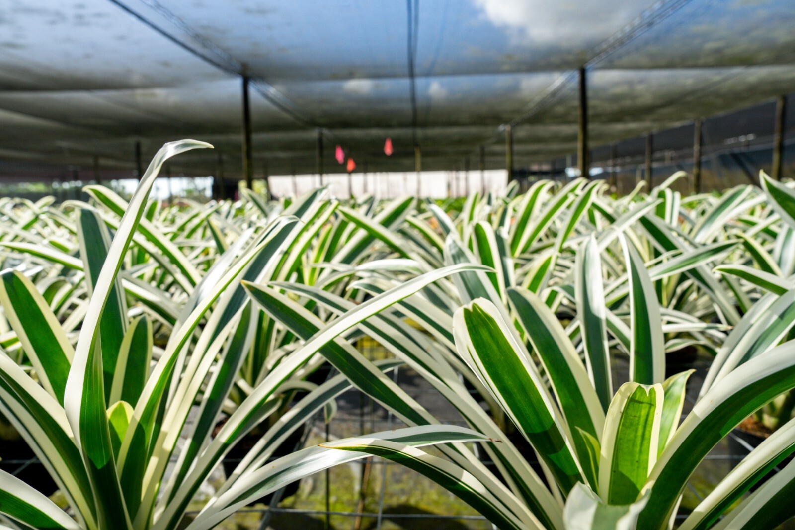Bromelia – Guzmania Denise 6″ pot – Live plant