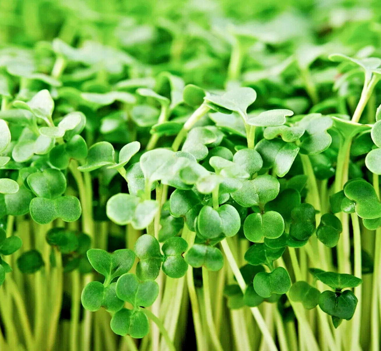 Organic Broccoli MICROGREEN Seeds | Heirloom | Non-GMO | Seeds for Sprouting