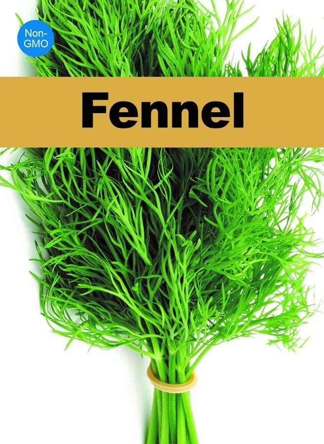Fennel Seeds 400+ Non-GMO Sweet Aroma Herb Garden Culinary