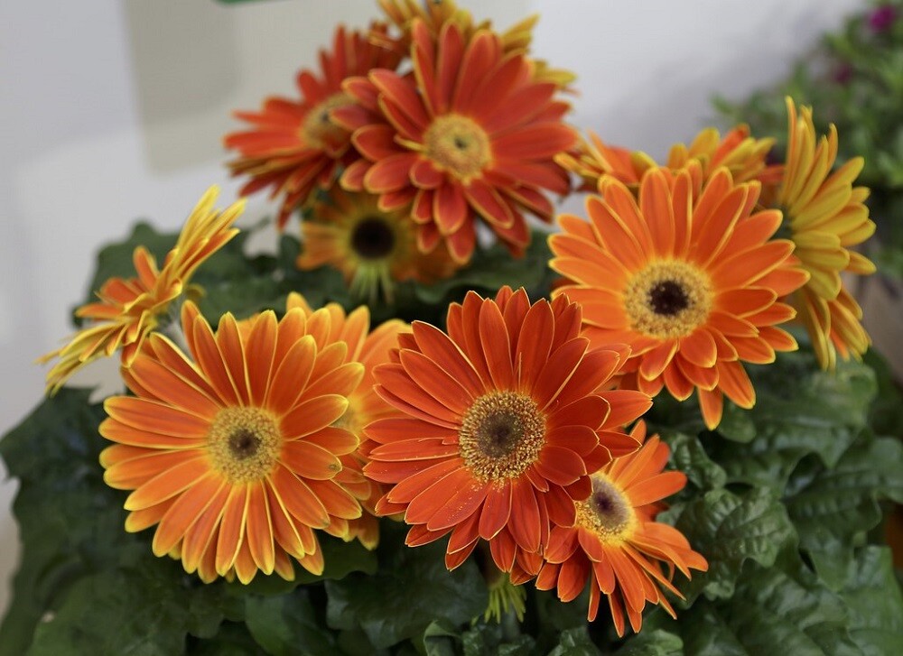 BIN#2R7D6 Gerbera Daisy Seeds Majorette Sunset Orange 15 Seeds Early Blooming