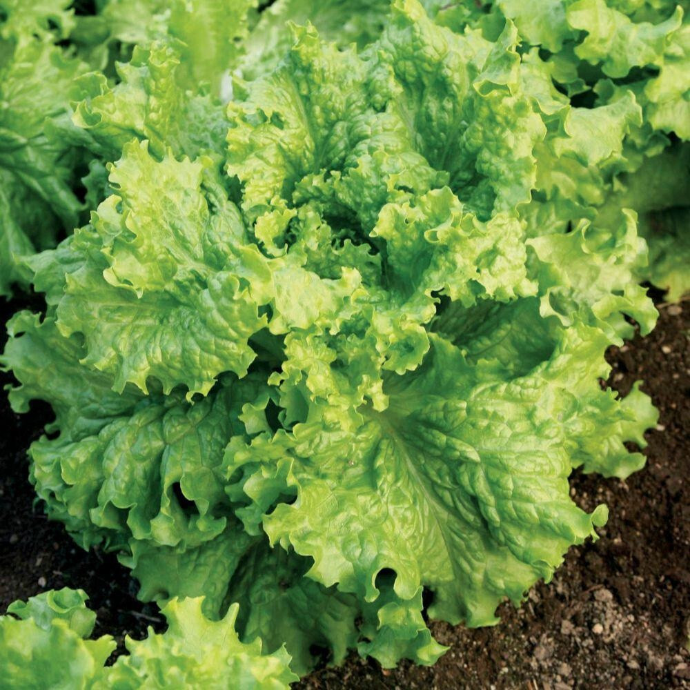 Lettuce 500 – 5000 Seeds Grand Rapids Waldmann Green Loose Leaf Early! 28 days