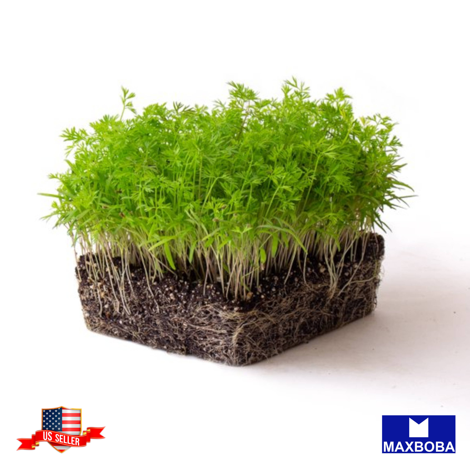 Carrot Microgreens Seeds Heirloom Non-GMO