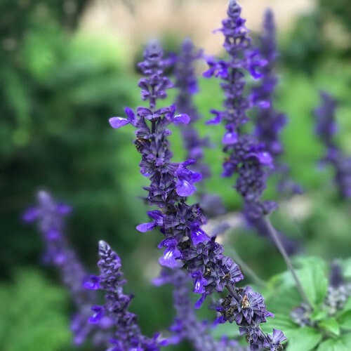 50 Playin’ the Blues Salvia Seeds Flower Seed Perennial Flowers 845 US SELL