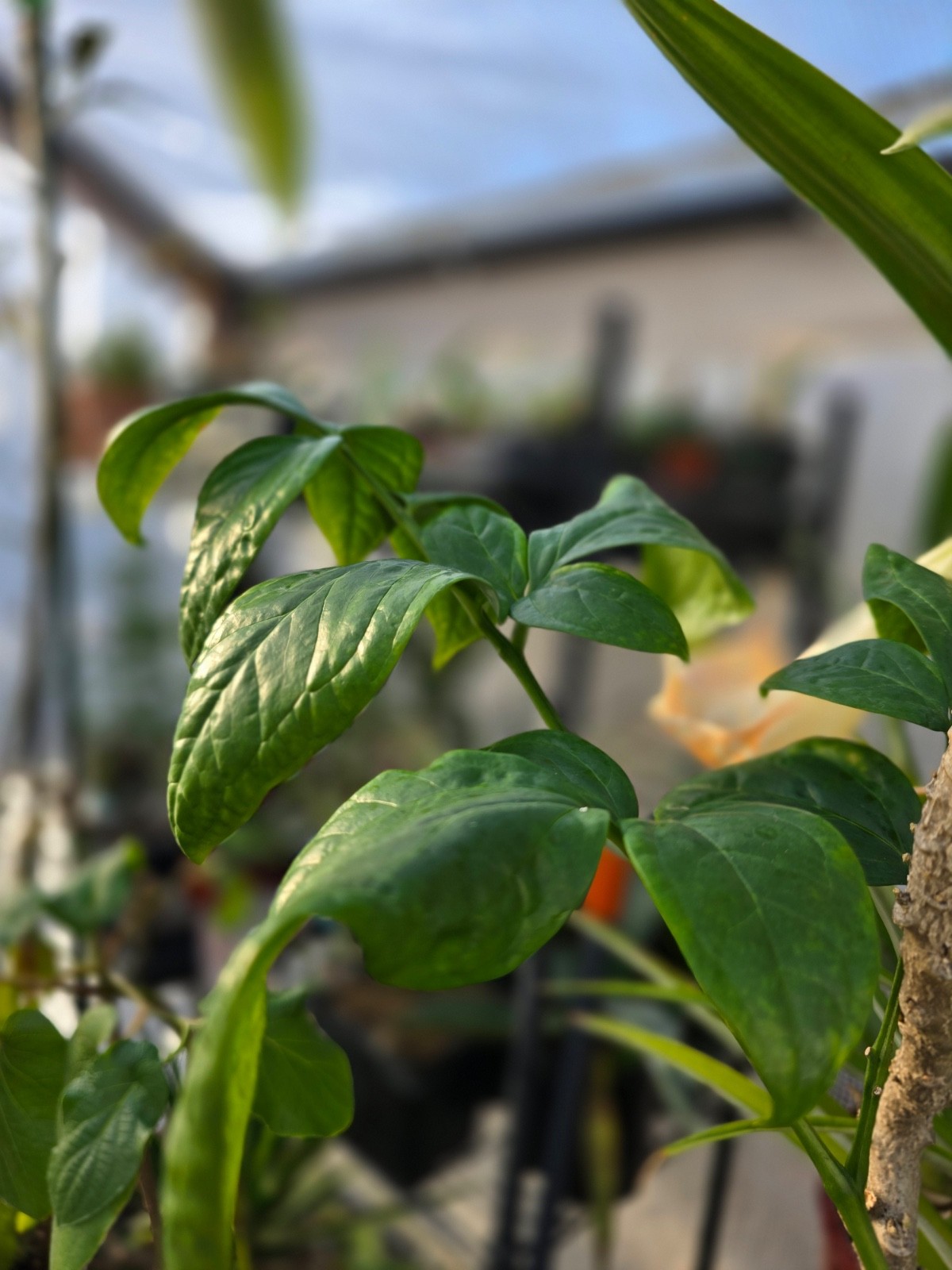Gonatopus boivinii GREEN Form 1.5 YO Tuber Tropical Rare Plant Aroid Bulb Flower