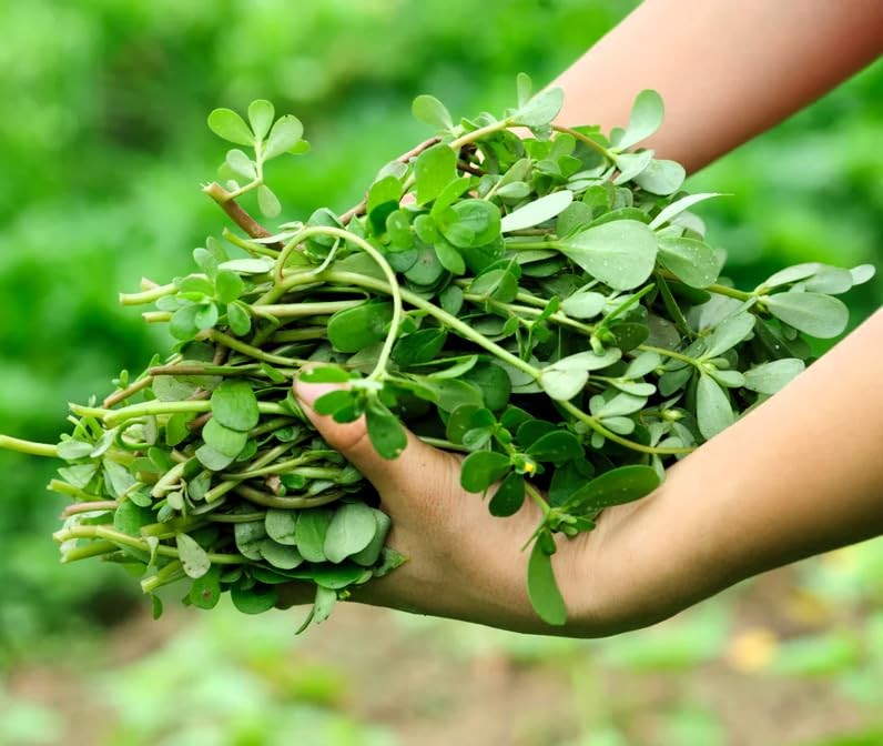 TomorrowSeeds – Green Purslane Seeds – 2000+ Count – for 2026 Planting Portulaca