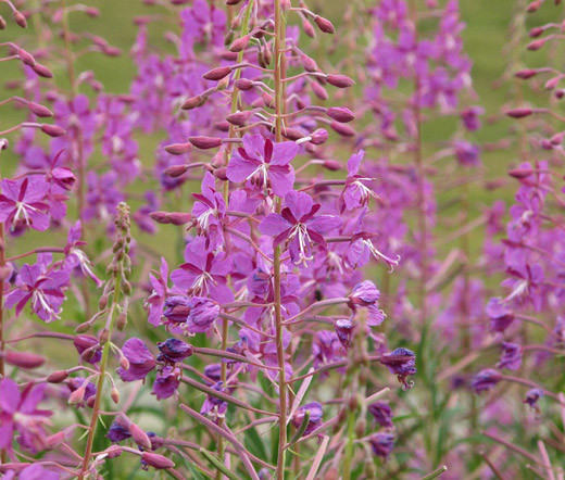 FIREWEED Epilobium Angustifolium – 1,000 Bulk Seeds