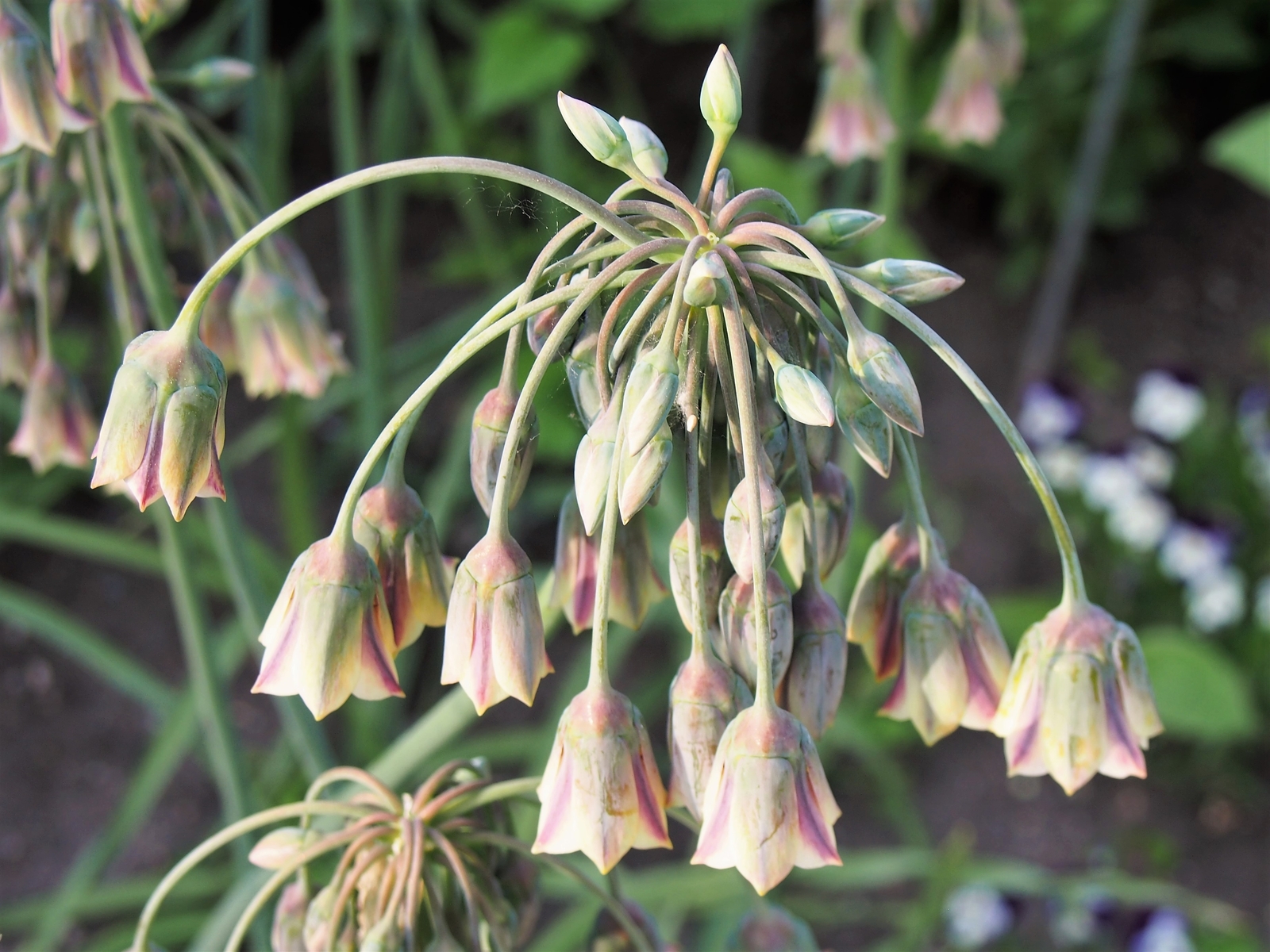 50 ALLIUM SICULUM Seeds (Honey Garlic) | NON-GMO | Free shipping | Annual