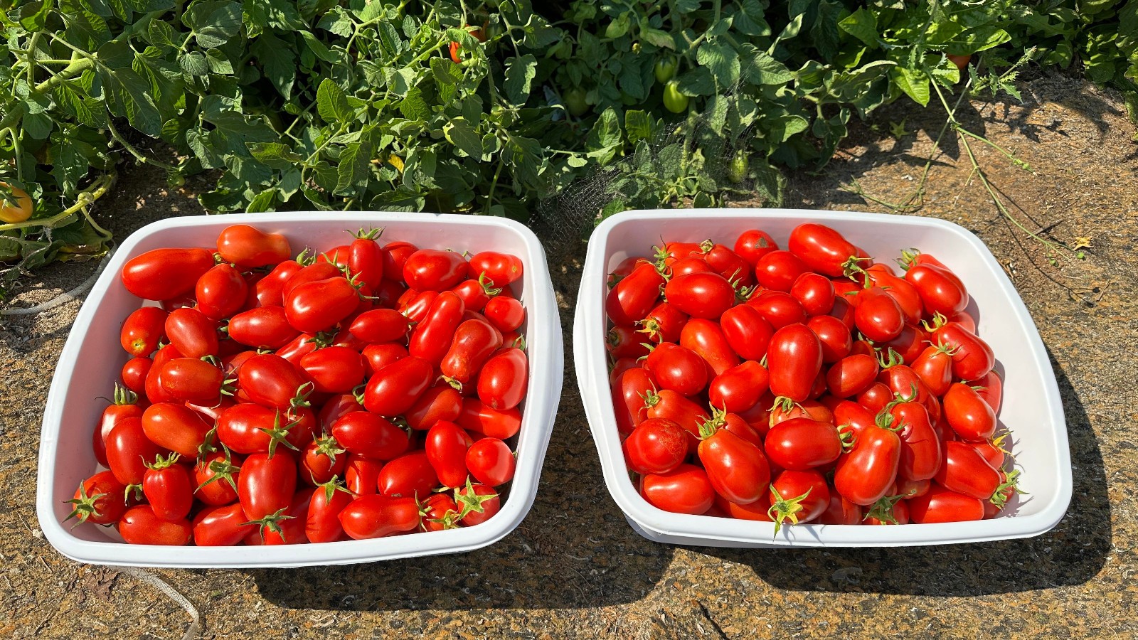 30 ITALIAN ROMA TOMATO SEEDS ~ heirloomseedguy ~ 2026 ~ USA
