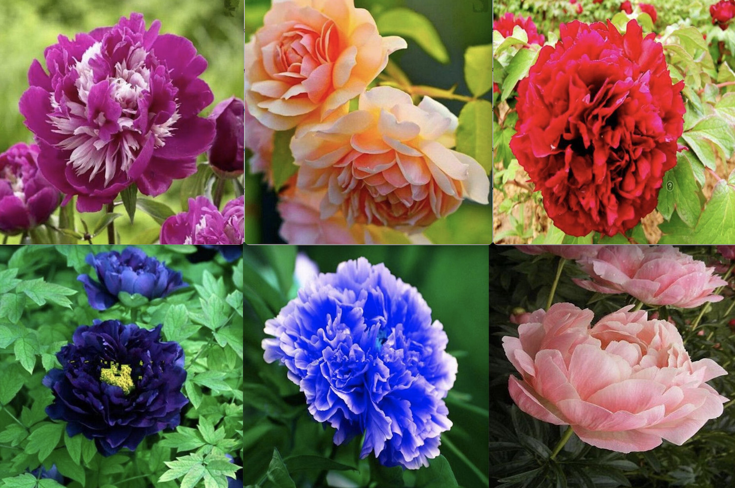 20 EXOTIC RARE PEONY SEEDS for garden flower beds plant bush USA SELLER USPS