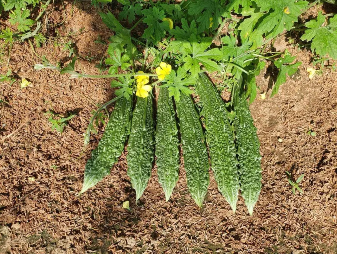 Hybrid Asian Bitter Gourd Seeds – Long Fruit Fat Type – 2g per Pack – Khổ Qua Mỡ