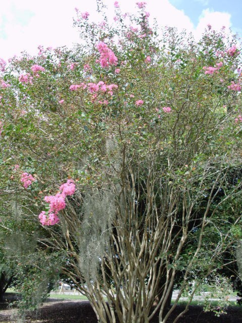 25 HOPI CREPE MYRTLE SEEDS – Lagerstroemia indica
