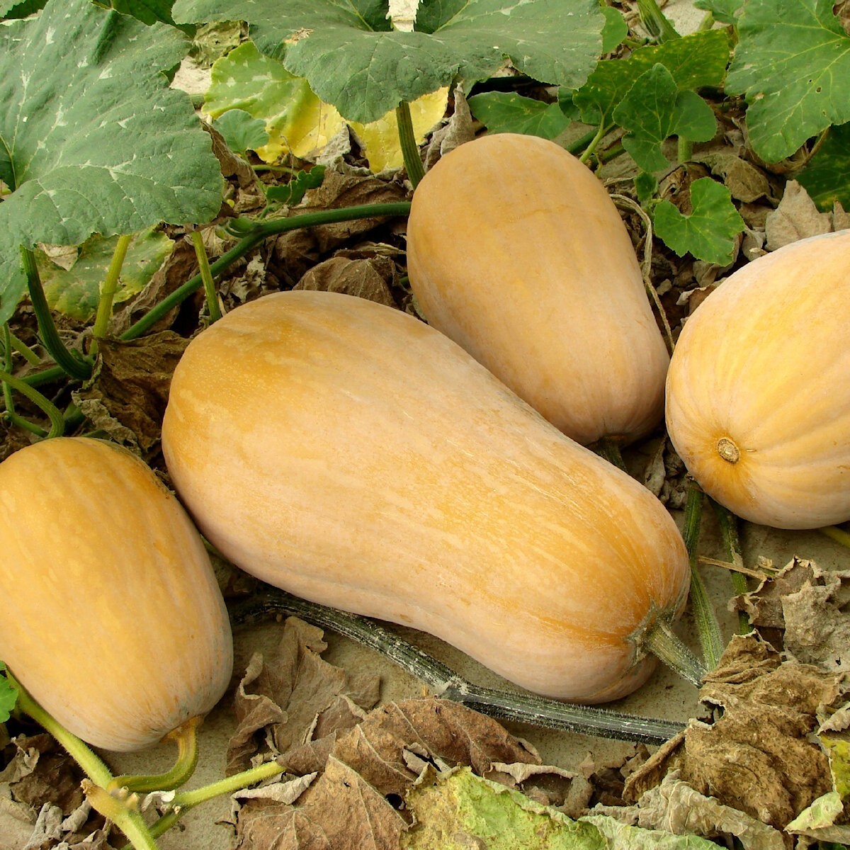 1/4 Lb Waltham Butternut Winter Squash Seeds – Everwilde Farms Mylar Seed Packet