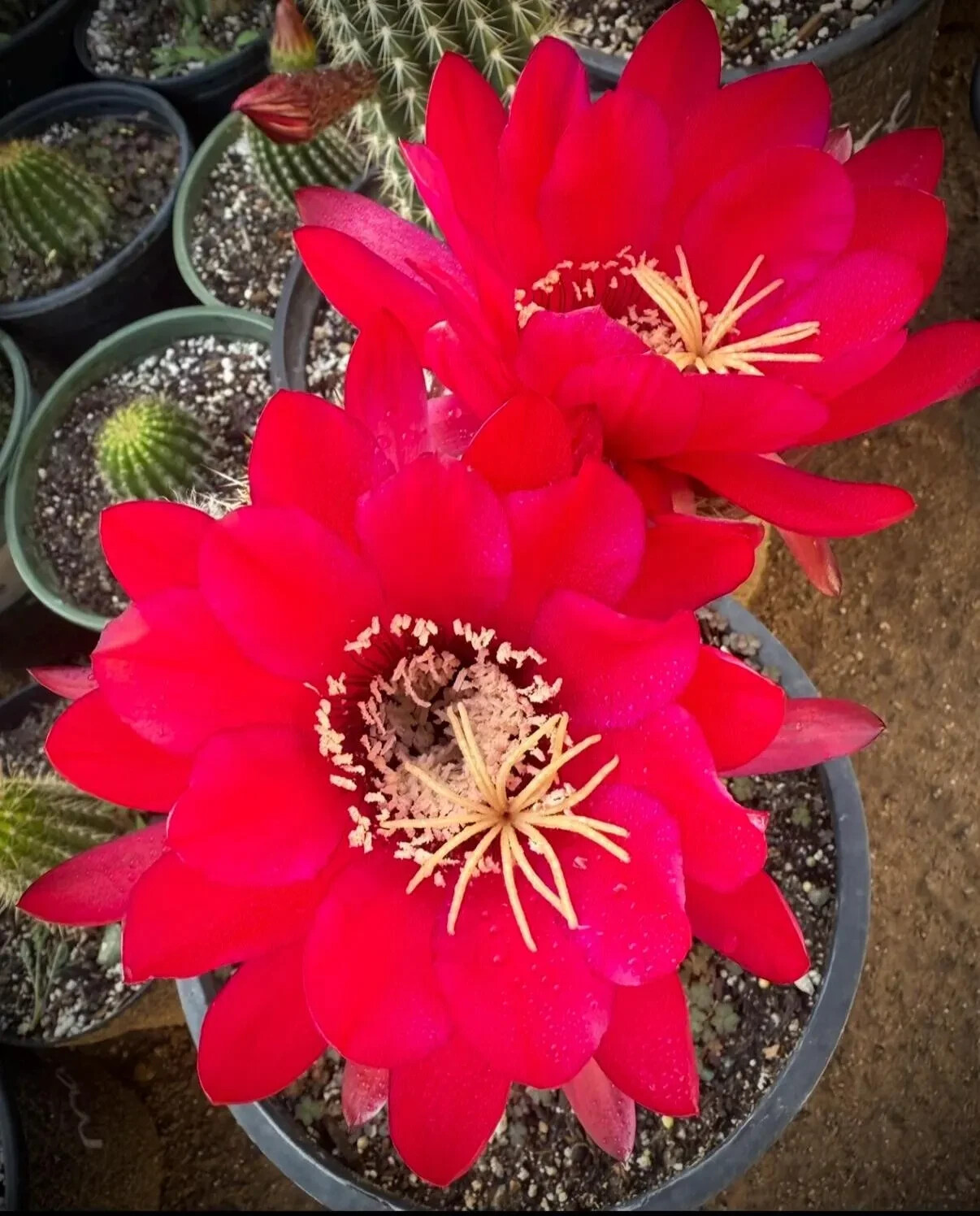 NEW,RARE,T.Cereus,MAGGIE MAE,Echinopsis,Cactus,Blooming,Plant,Succulent,Garden