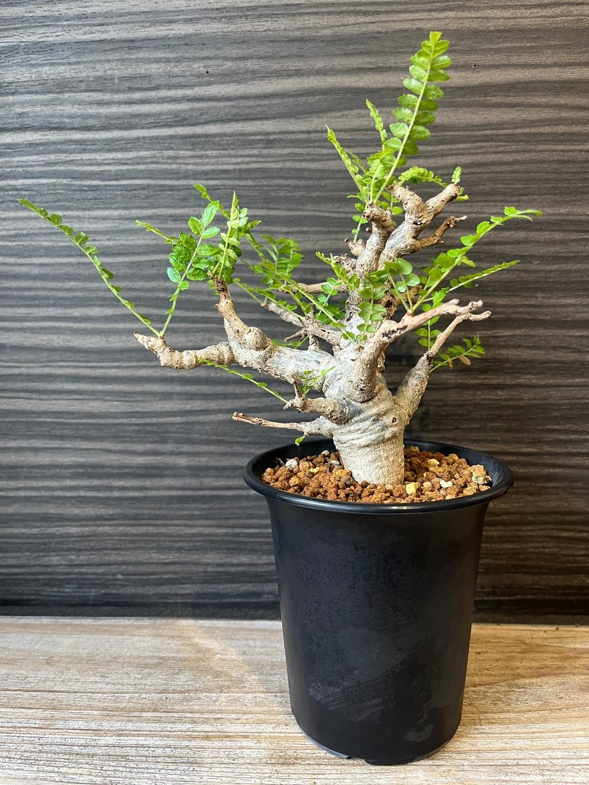 1 Boswellia Neglecta Seed Black Frankincense – Extremely Rare!! USA seller