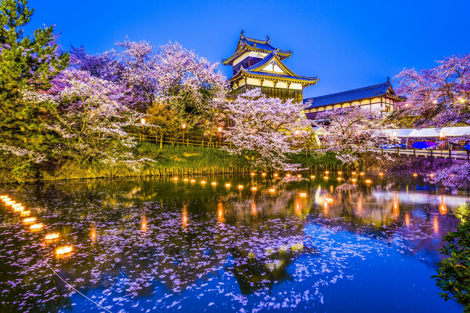 20 Japanese Cherry Blossom Tree Seeds, P. serrulata Pink Flowering Sakura Bonsai
