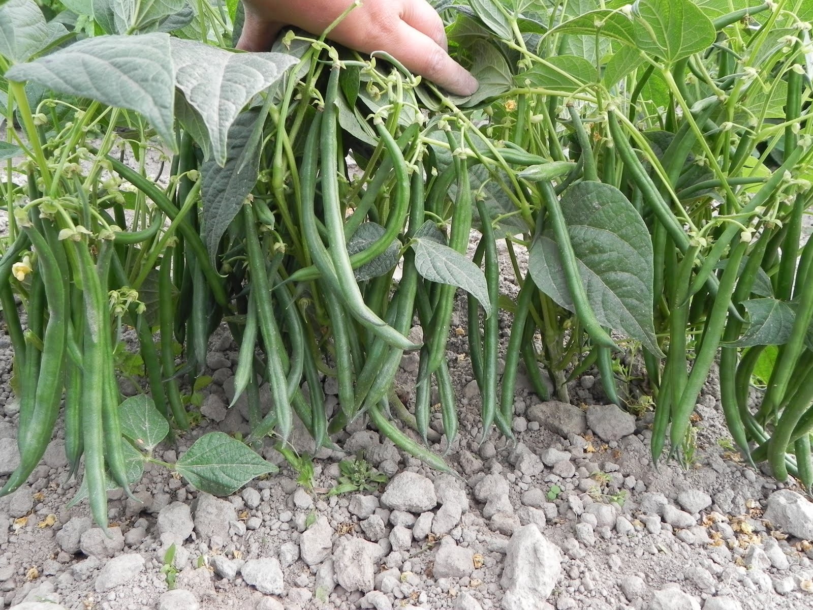 Jade Green Bean Seeds (Bush) | Slender Delicate Haricot Vert Vegetable Seed 2024