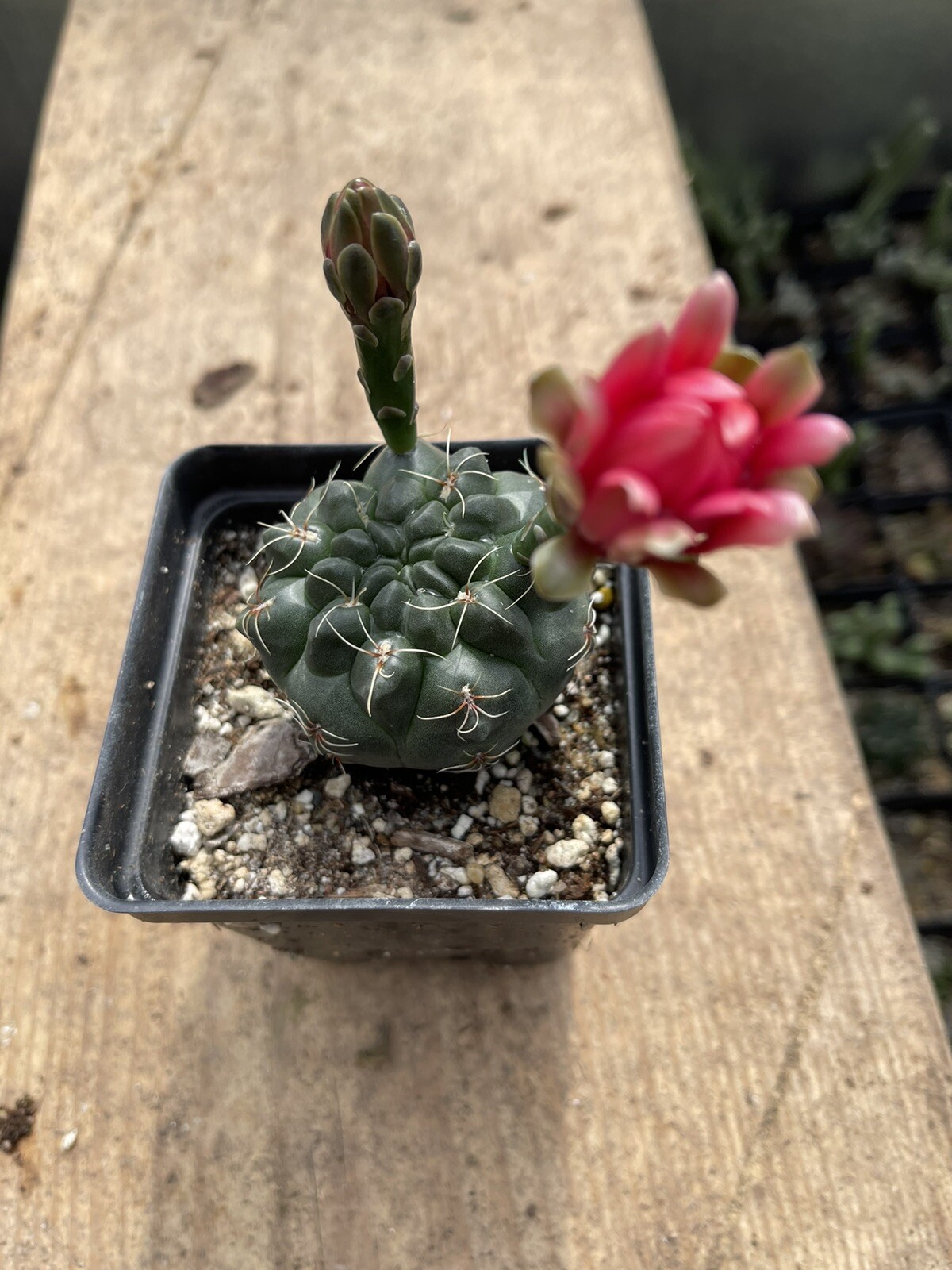 red blooming cactus plant In 4 Inch Square Pot …