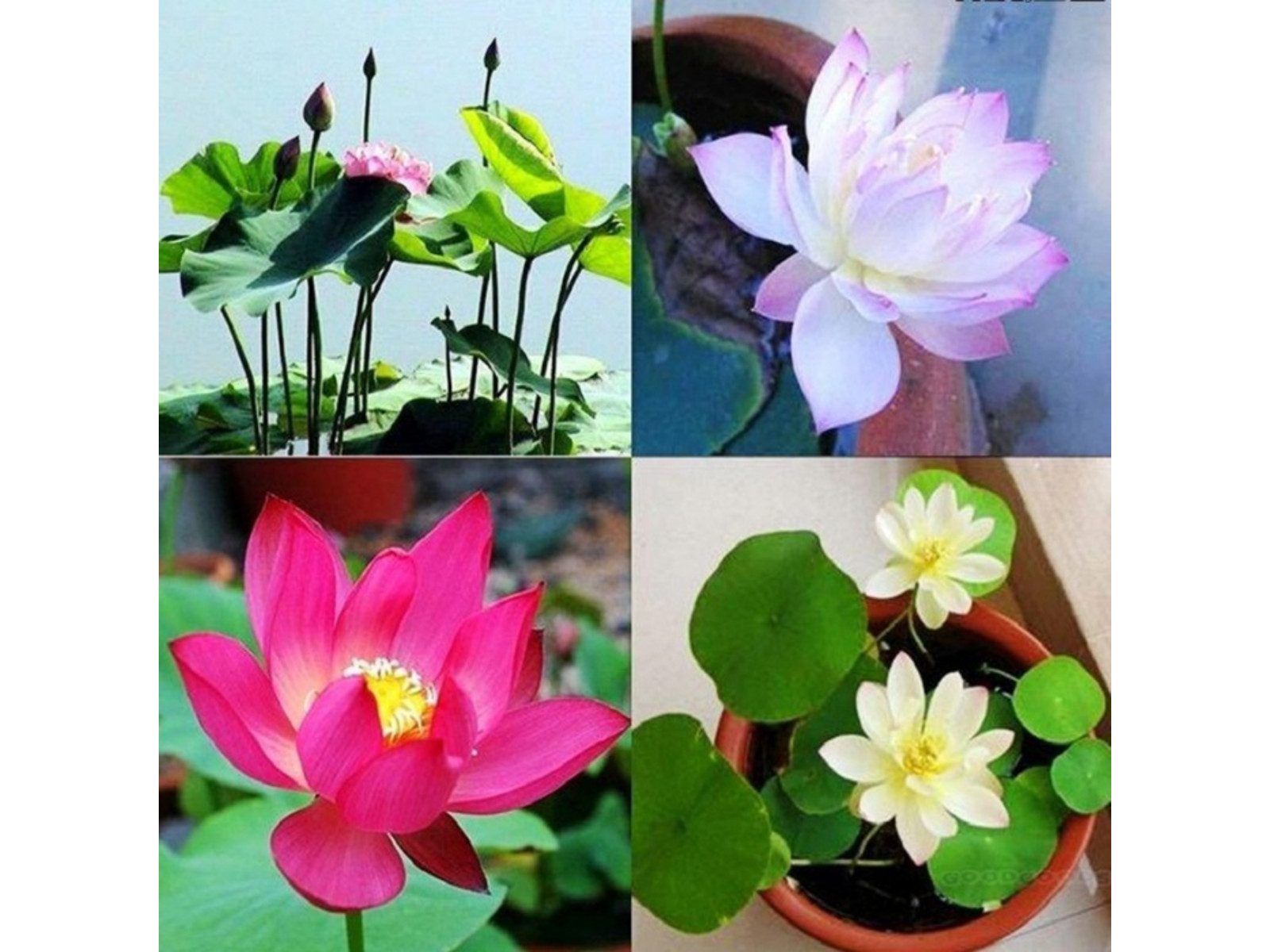 5 Rare Seeds| Mix Colour Mini Lotus Seeds- Indian Lotus (Nelumbo nucifera) Seeds