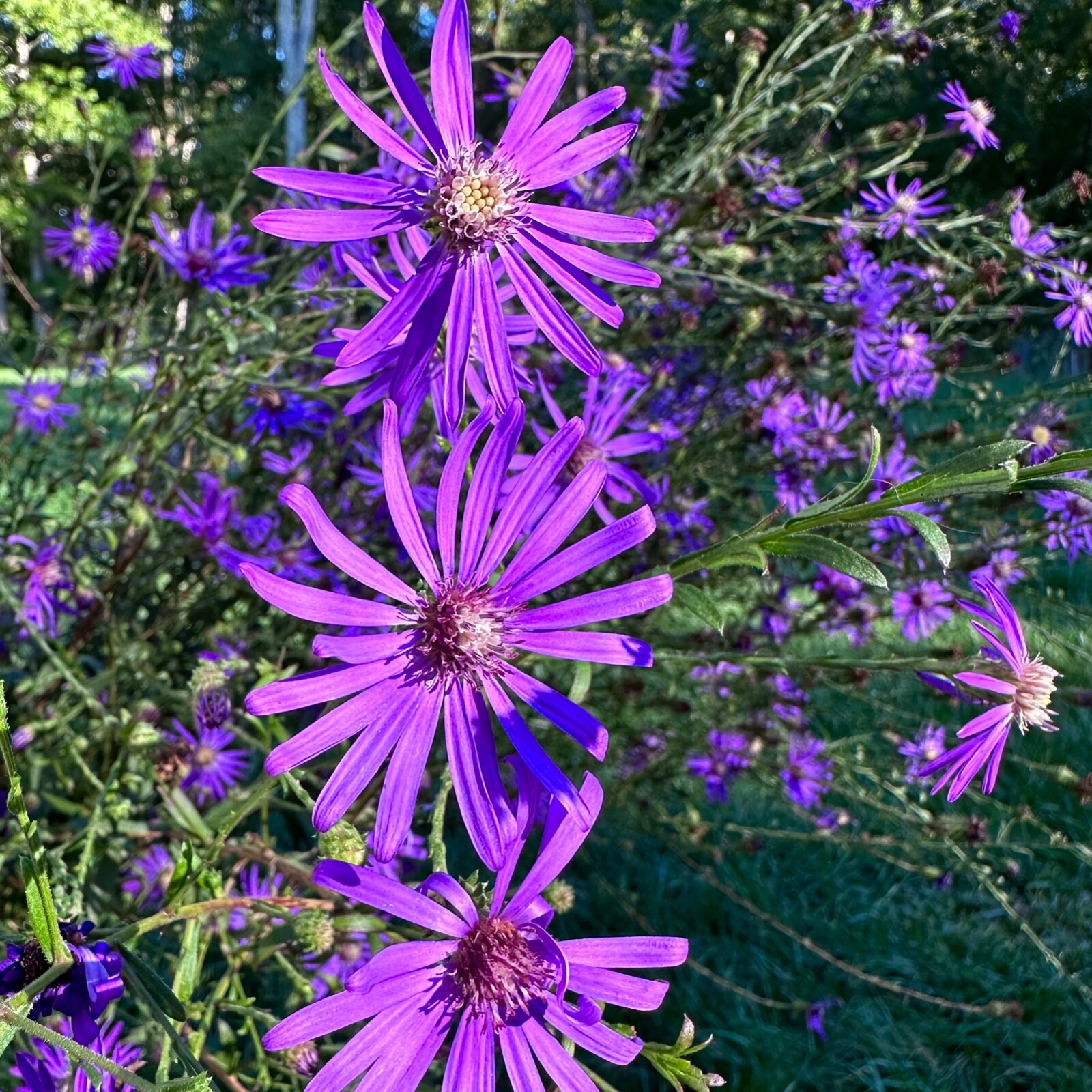 Symphyotrichum georgianum – Georgia Aster – 30+ Seeds