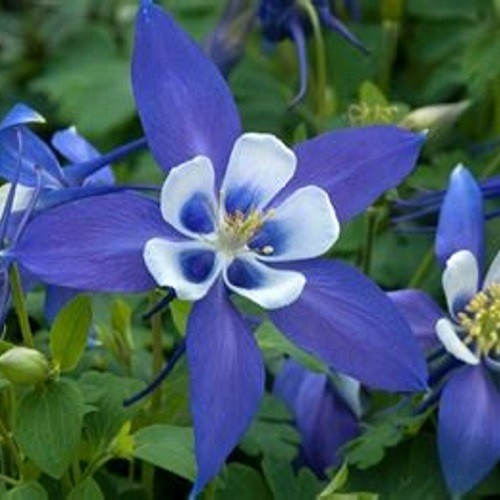 Blue Rocky Mountain Columbine Seeds – Aquilegia coerulea – Heirloom Perennial
