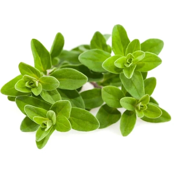 100 FRESH SWEET MARJORAM SEEDS For Home Garden Pots Herb Seed
